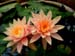 14-2-lilies